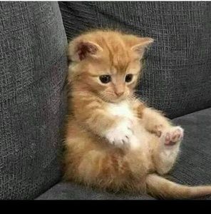 Meet your Posher, Samuel